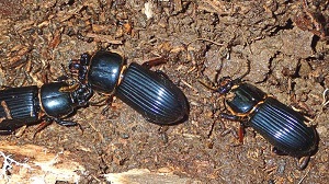 several bess beetles