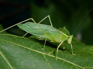 leaf-shaped insect