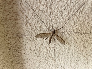 large fly with long legs