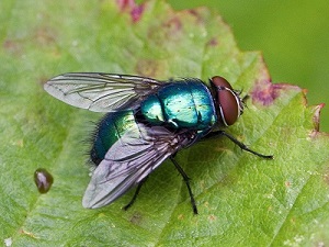 iridescent fly