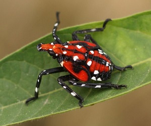 insect with distinct white dots, black stripes, and red body