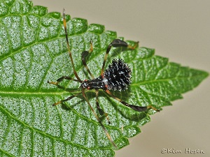 small insect with spiky abdomen