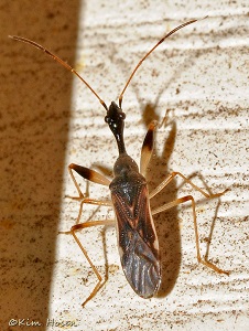 small brown beetle with a long neck