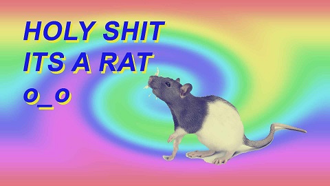 spinning rat