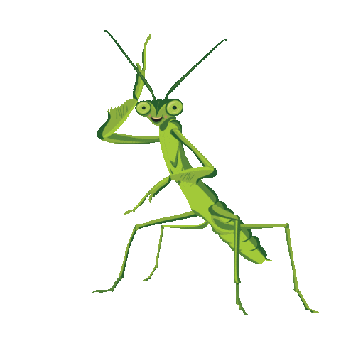 A docile praying mantis beckons to you