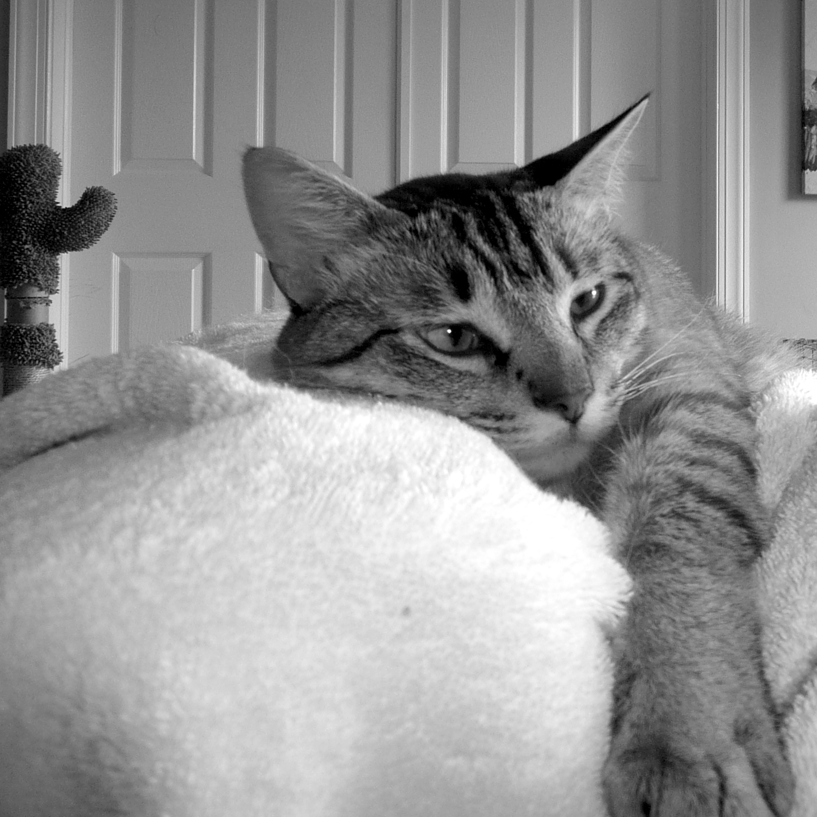 Cat lying on a chair